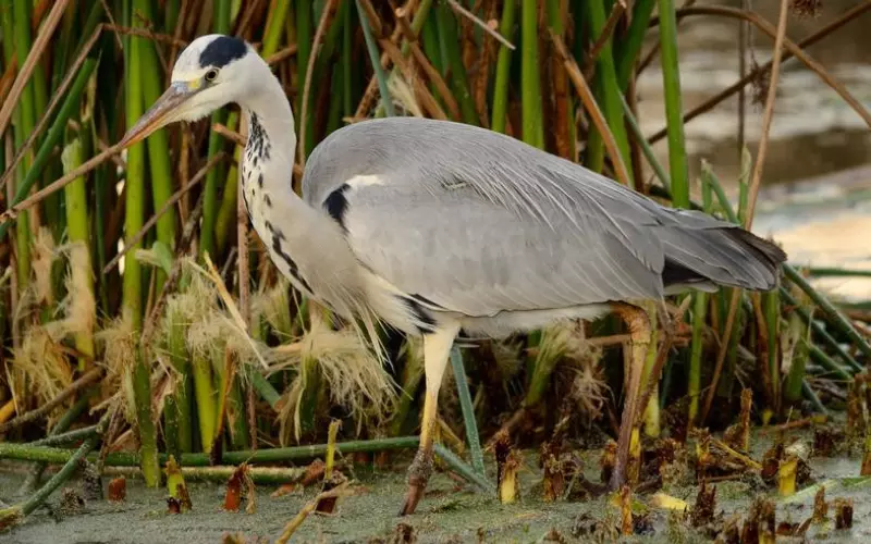 Different Types Of Grey Heron