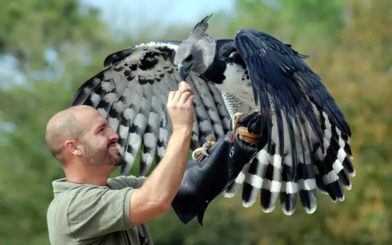 Different Types Of Harpy Eagle