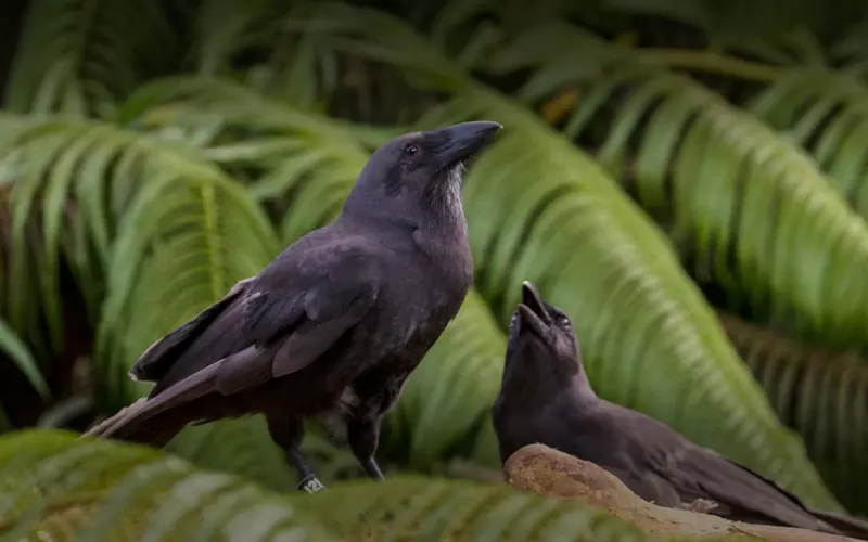 Different Types Of Hawaiian Crow