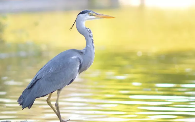Different Types Of Heron