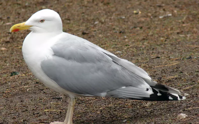 Different Types Of Herring Gull