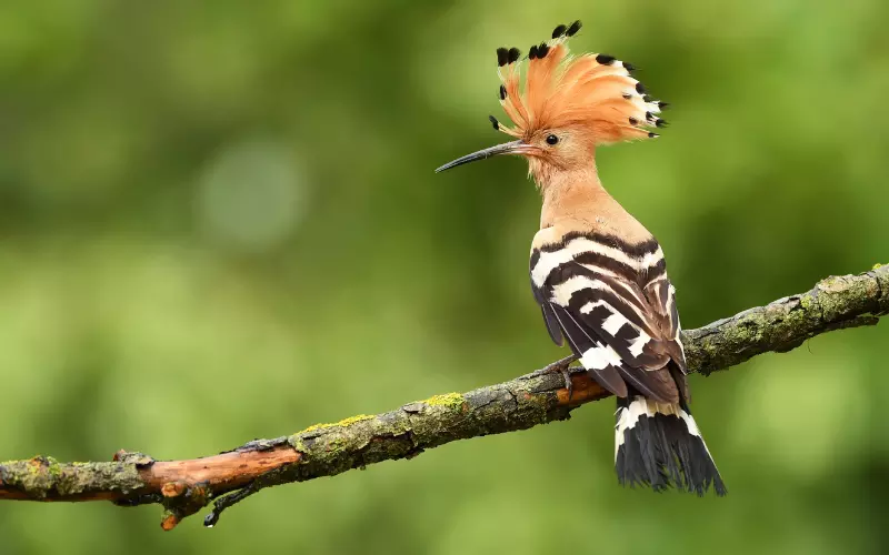 Different Types Of Hoopoe