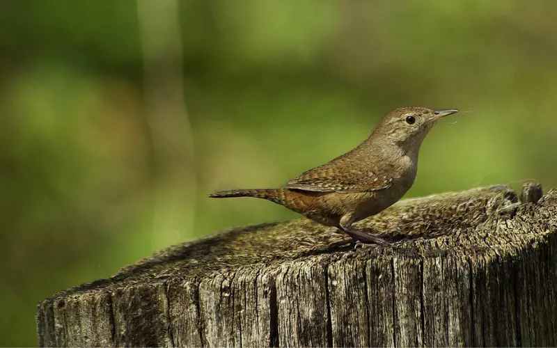 Different Types Of House Wren