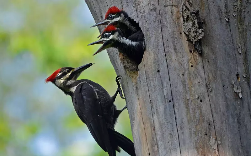 Different Types Of Ivory-Billed Woodpecker