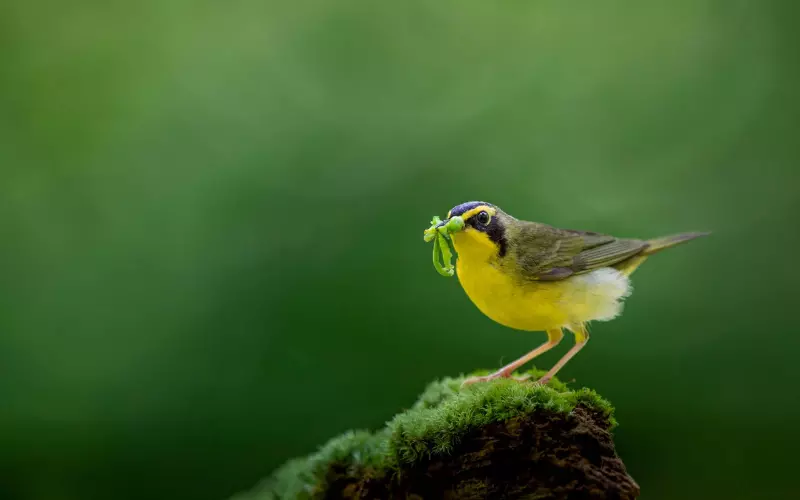 Different Types Of Kentucky Warblers