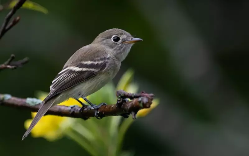 Different Types Of Least Flycatchers