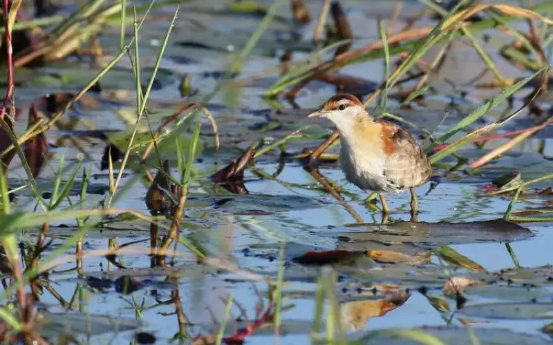 Different Types Of Lesser Jacana