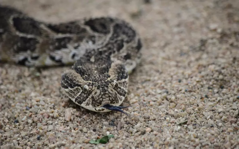 Different Types Of Puff Adder