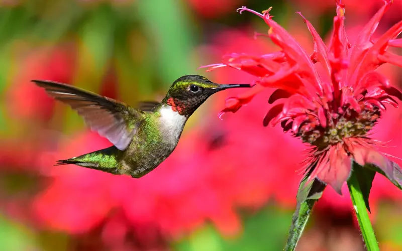 Different Types Of Ruby-Throated Hummingbirds