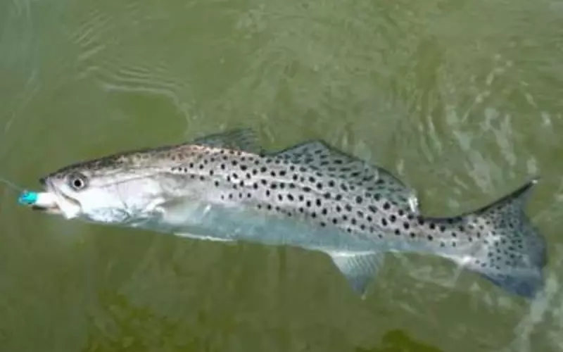 Different Types Of Speckled Trout