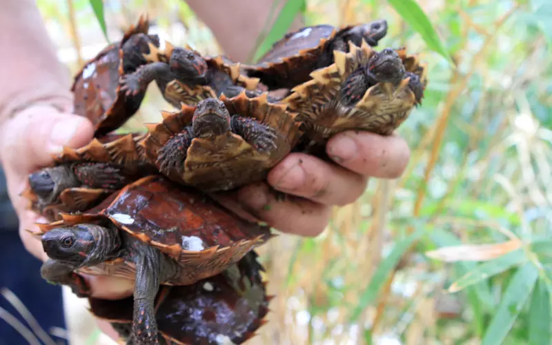 Different Types Of Spiny Hill Turtle