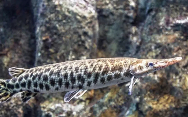 Different Types Of Spotted Gar