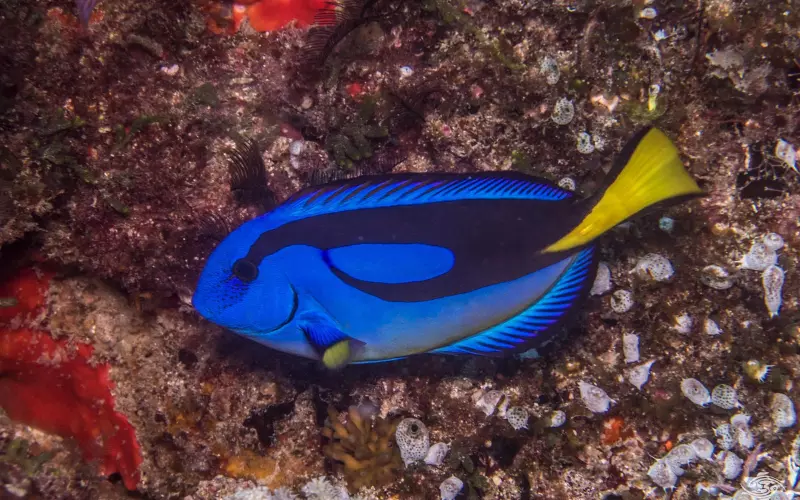 Different Types Of Surgeonfish