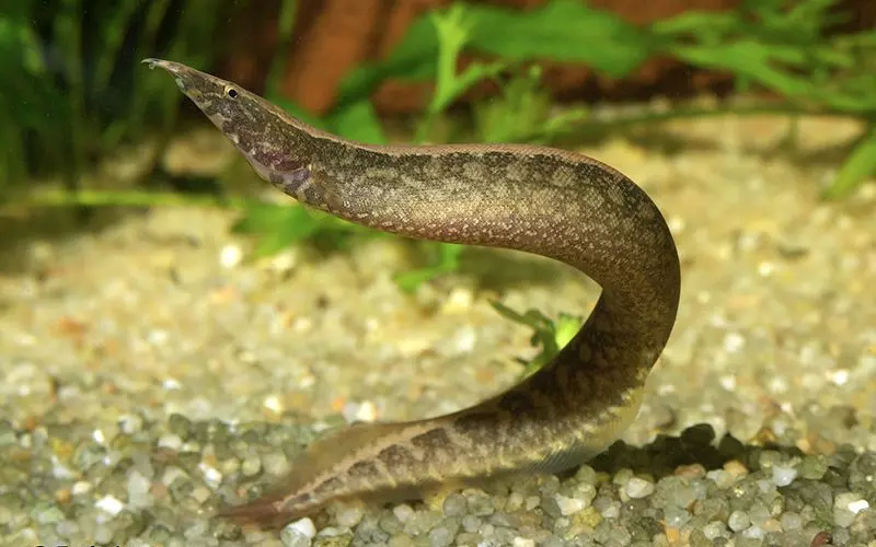 Different Types Of Tire Track Eel