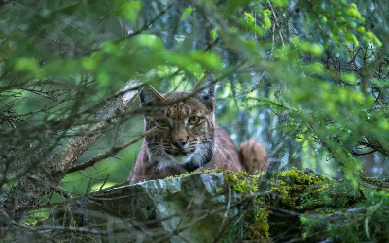 Different Types of Balkan Lynx