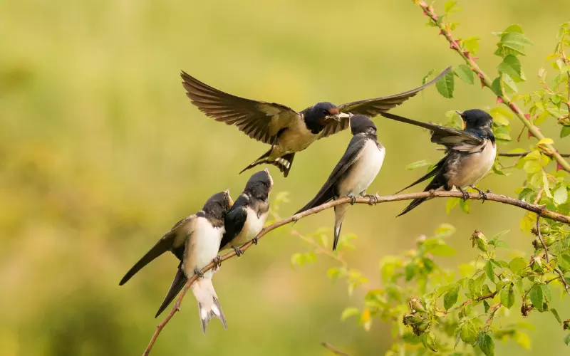 Different Types of Barn Swallow