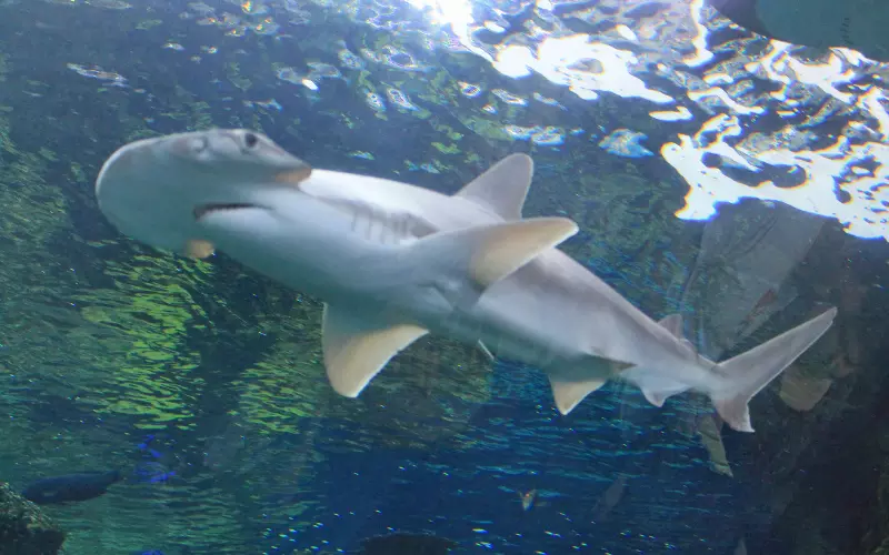 Different Types of Bonnethead Shark
