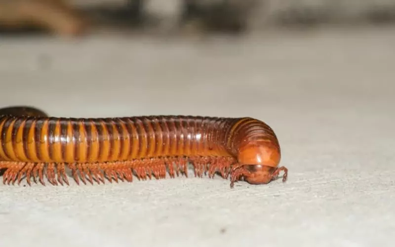 Different Types of Millipede