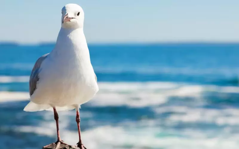 Different Types of Seagulls