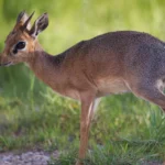 Dik-Dik