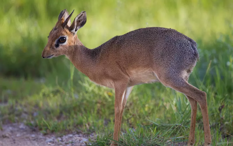 Dik-Dik