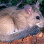 Diminutive Woodrat