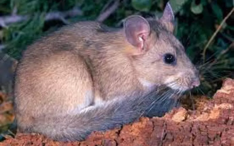 Diminutive Woodrat