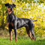 Doberman Pinscher