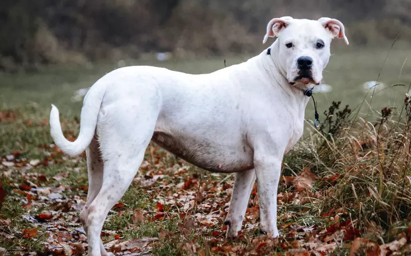 Dogo Argentino