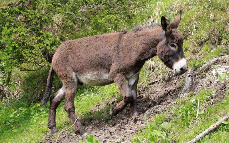 Donkey: History, Facts, Size, Habitat, Classification & Much More ...
