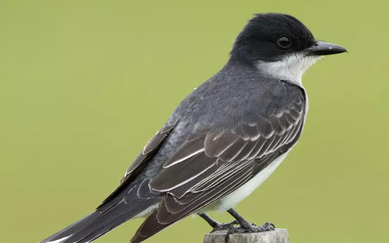 Eastern Kingbird