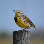 Eastern Meadowlark