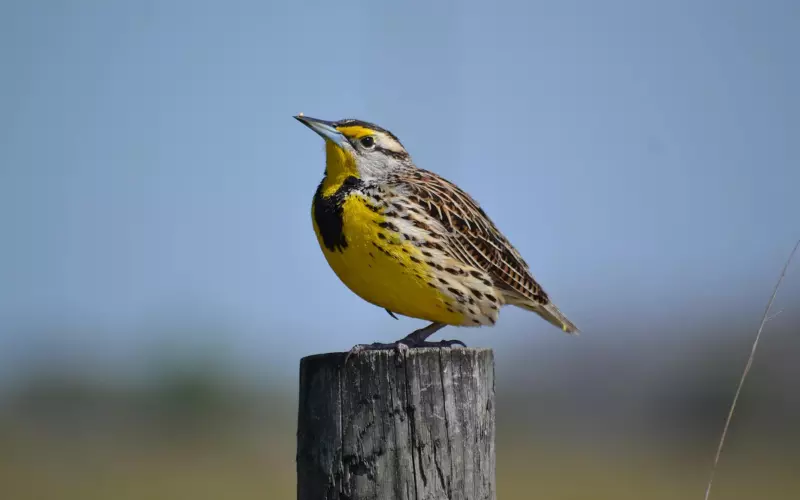 Eastern Meadowlark