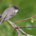 Eastern Phoebe