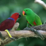 Eclectus Parrot