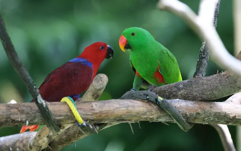 Eclectus Parrot