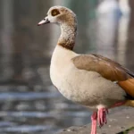 Egyptian Goose