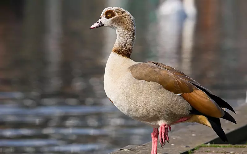 Egyptian Goose