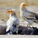 Egyptian Vulture