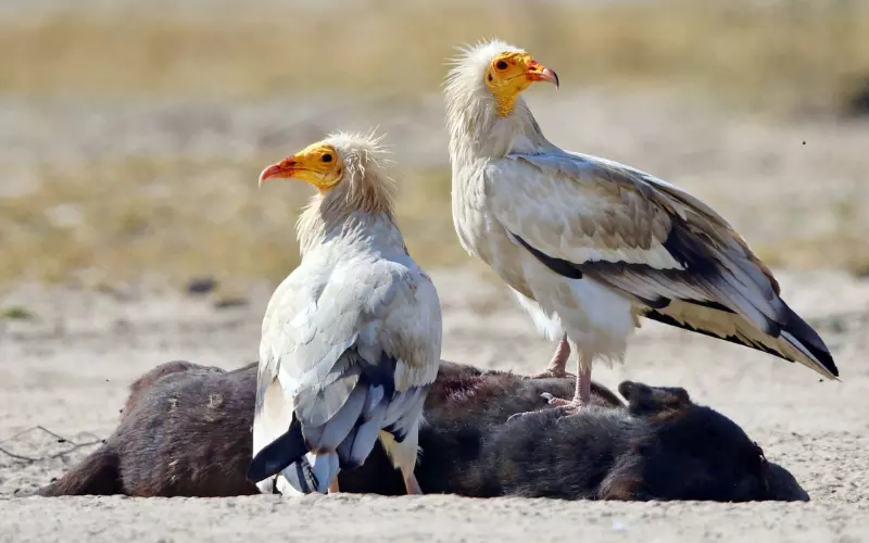 Egyptian Vulture