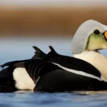 Eider