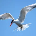 Elegant Tern