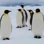 Emperor Penguin