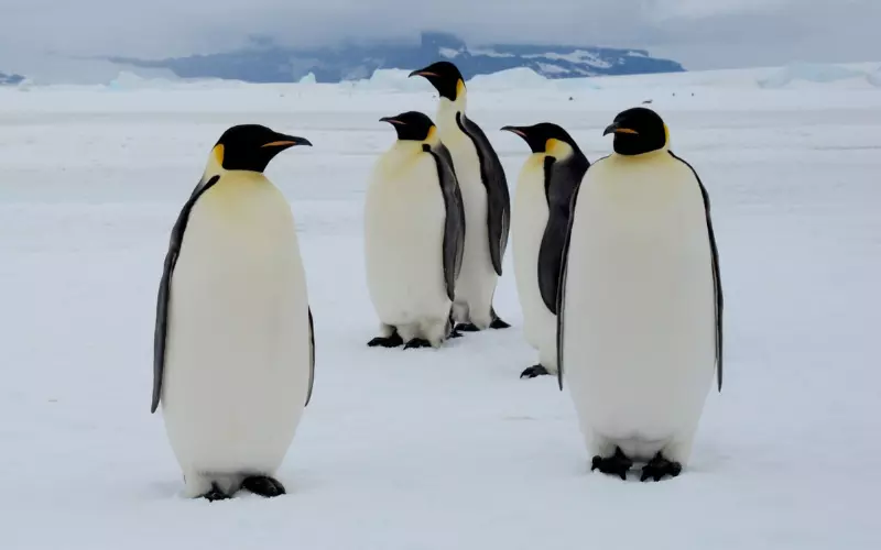 Emperor Penguin