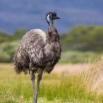 Emu