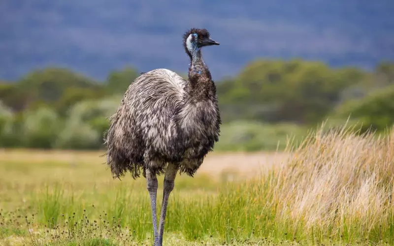 Emu