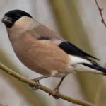 Eurasian Bullfinch