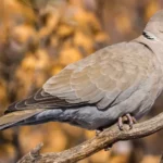 Eurasian Collared Dove