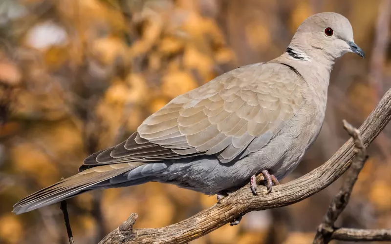 Eurasian Collared Dove