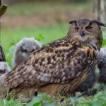 Eurasian Eagle-owl